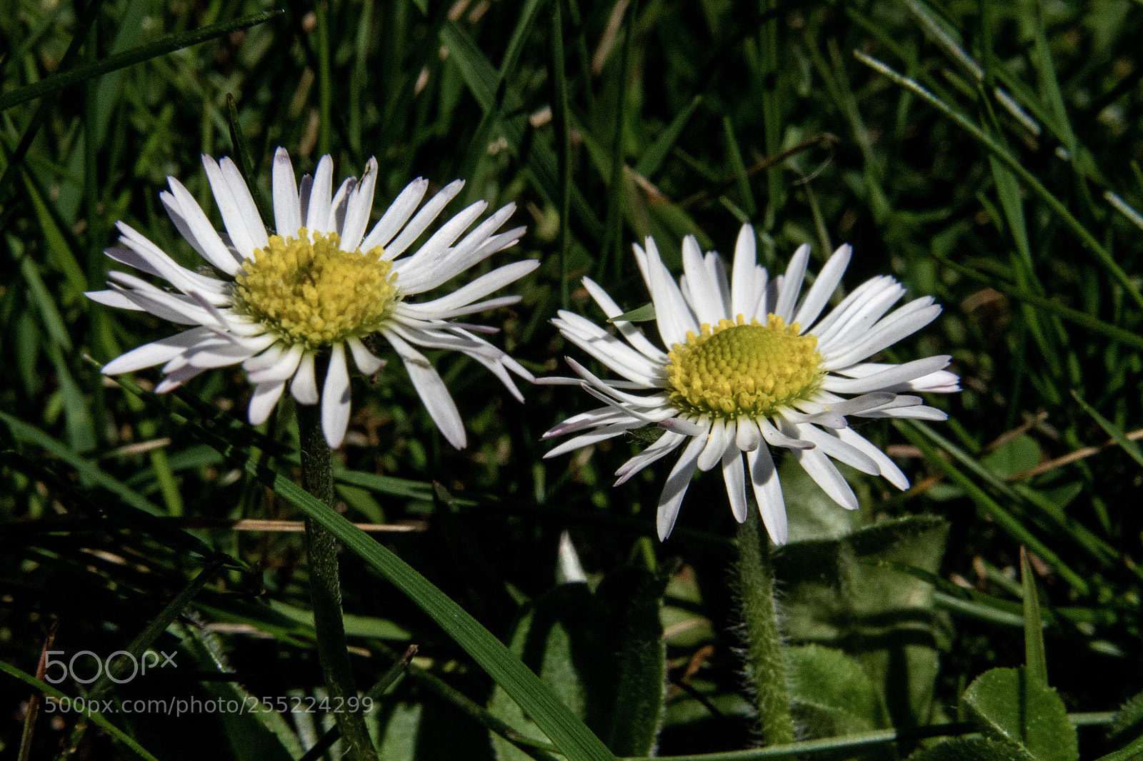 Sony a7 II sample photo. Macro photography