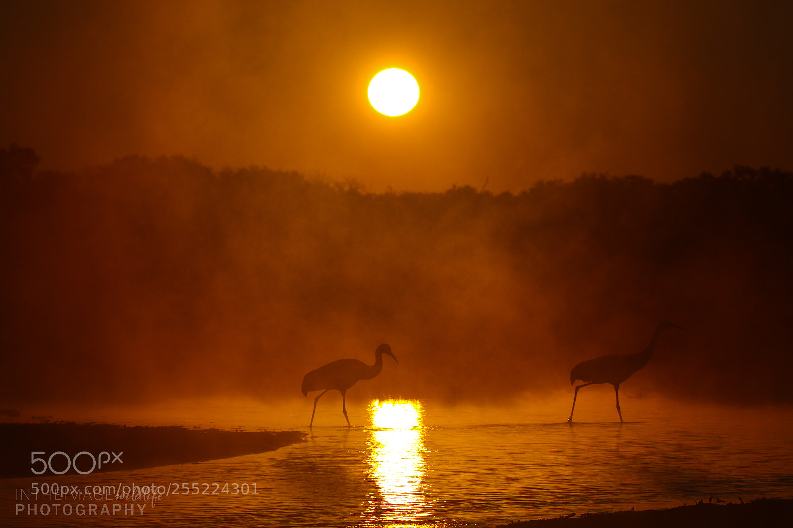 Canon EOS 7D Mark II sample photo. Sunrise silhouette - sandhill photography
