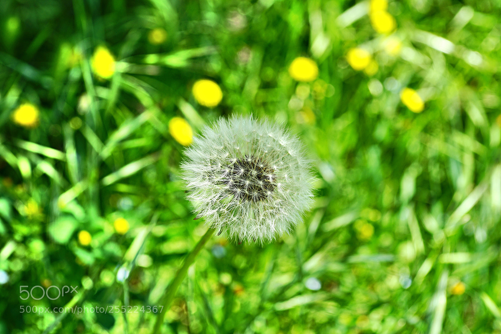 Sony a7 II sample photo. Untitled photography