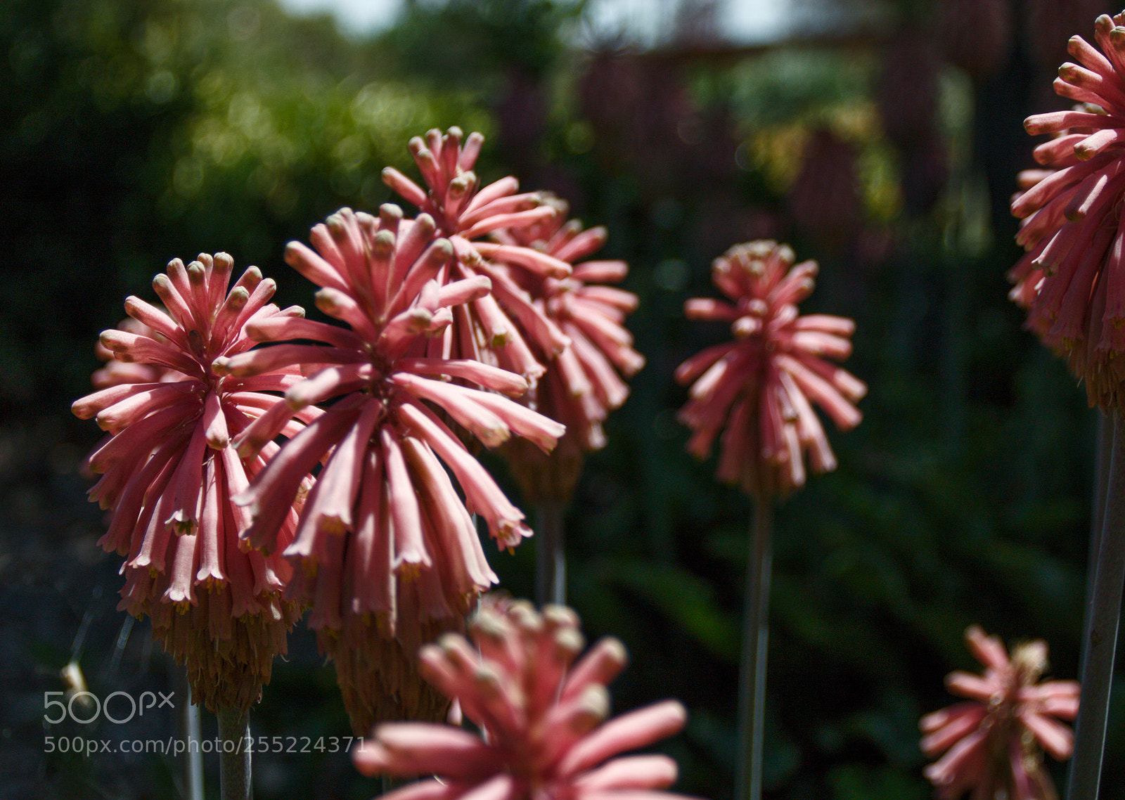 Canon EOS 1200D (EOS Rebel T5 / EOS Kiss X70 / EOS Hi) sample photo. La arboretum photography