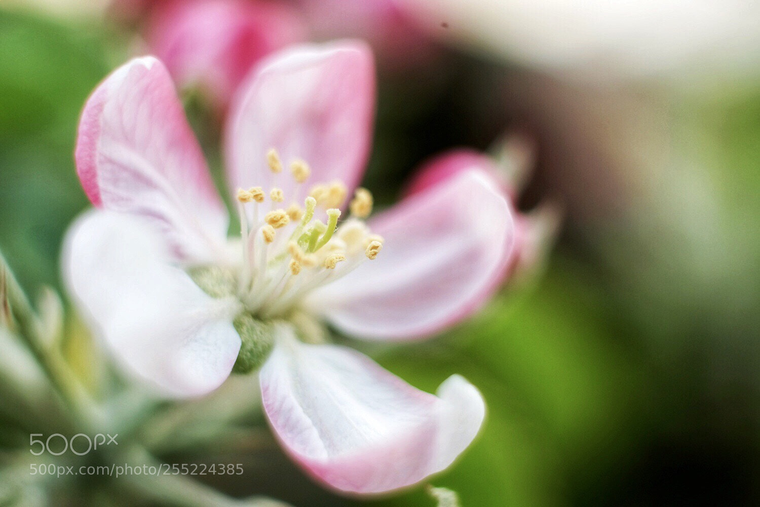 Fujifilm X-T2 sample photo. Apfelblüte photography