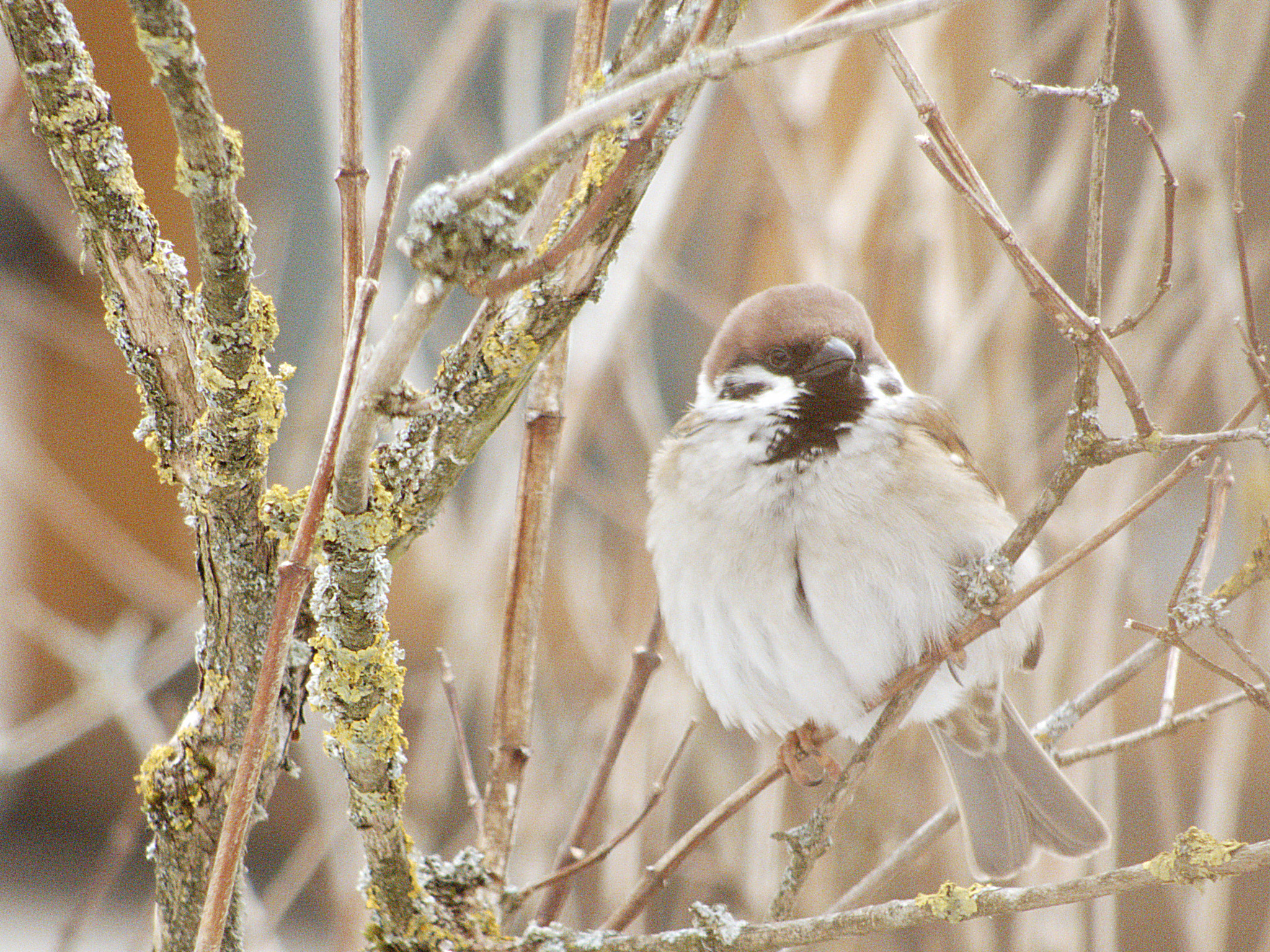 Panasonic DC-FZ83 sample photo. Tree sparrow in a tree photography