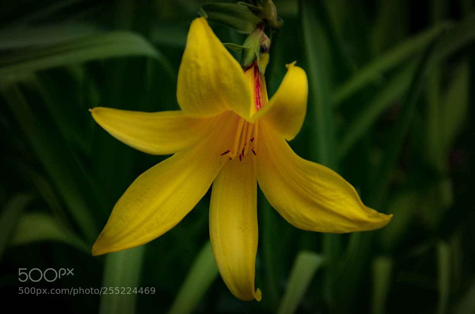 Nikon D7000 sample photo. Yellow photography