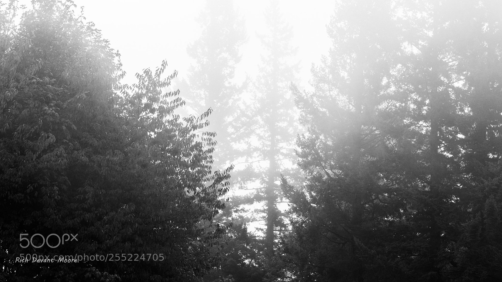 Sony a6000 sample photo. Some fog photography