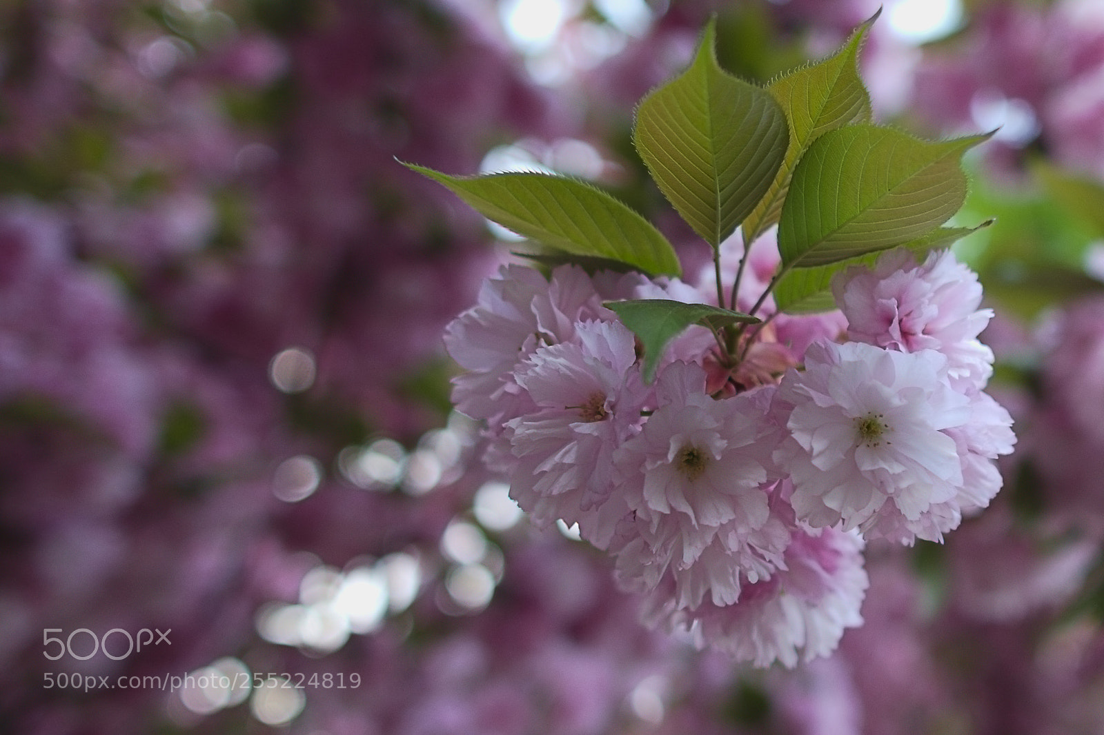 Pentax K-3 II sample photo. Wild apple. photography