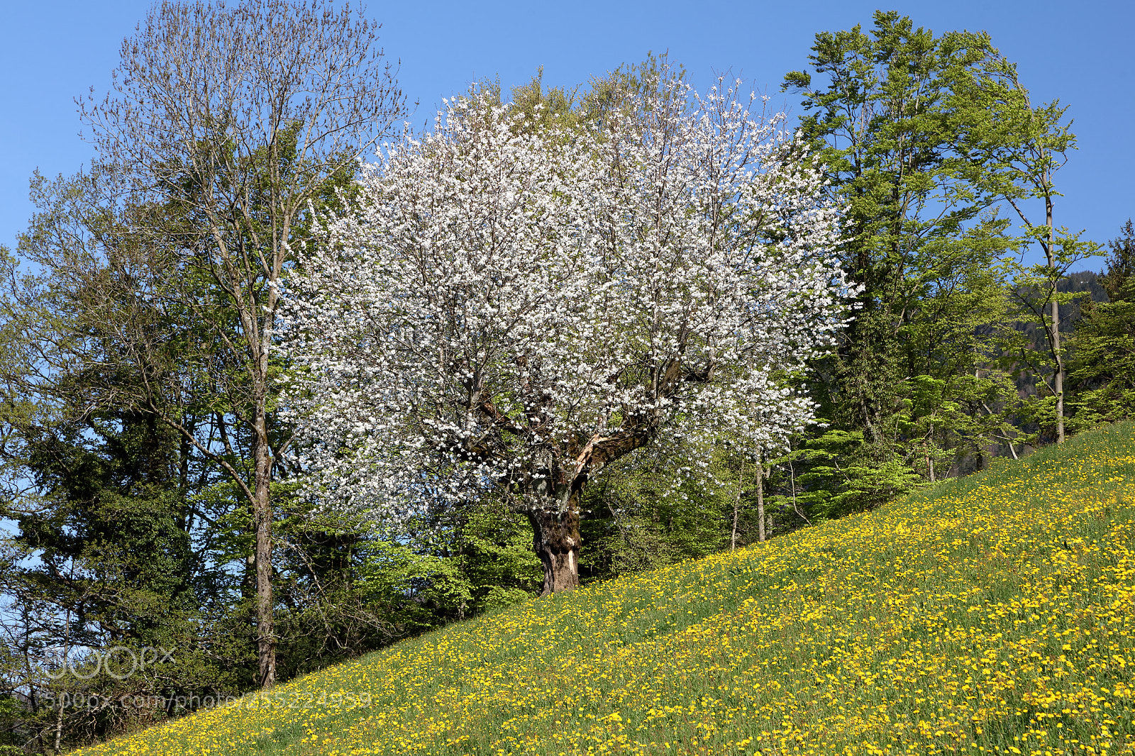 Canon EOS 5DS sample photo. Spring on rigi mountain photography