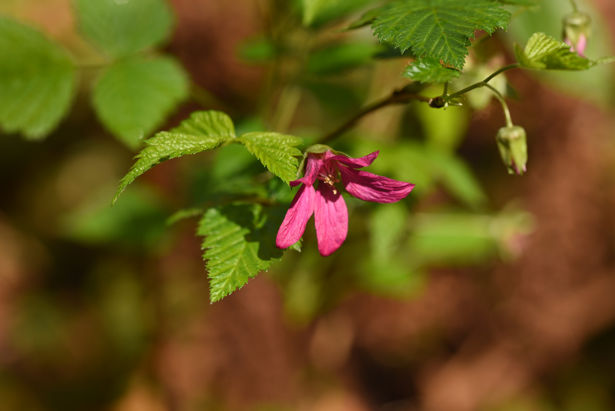 Nikon D750 + Sigma 105mm F2.8 EX DG OS HSM sample photo. Pink flower. photography