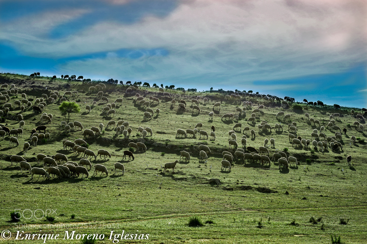Sony a6000 sample photo. Las verdes praderas de photography
