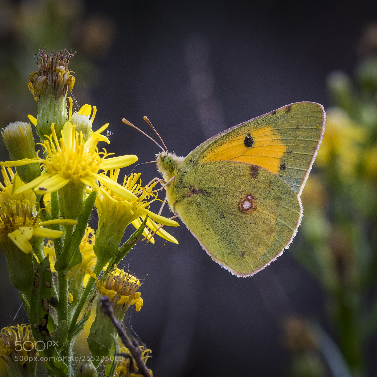 Nikon D500 sample photo. Colias croceus photography