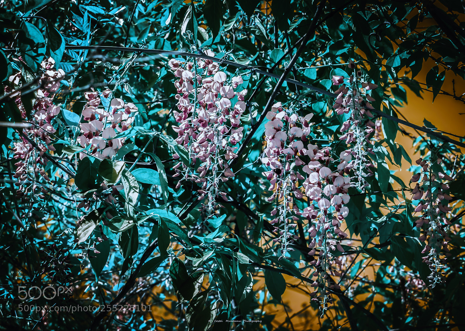 Nikon D3300 sample photo. ________wisteria 2.0 photography