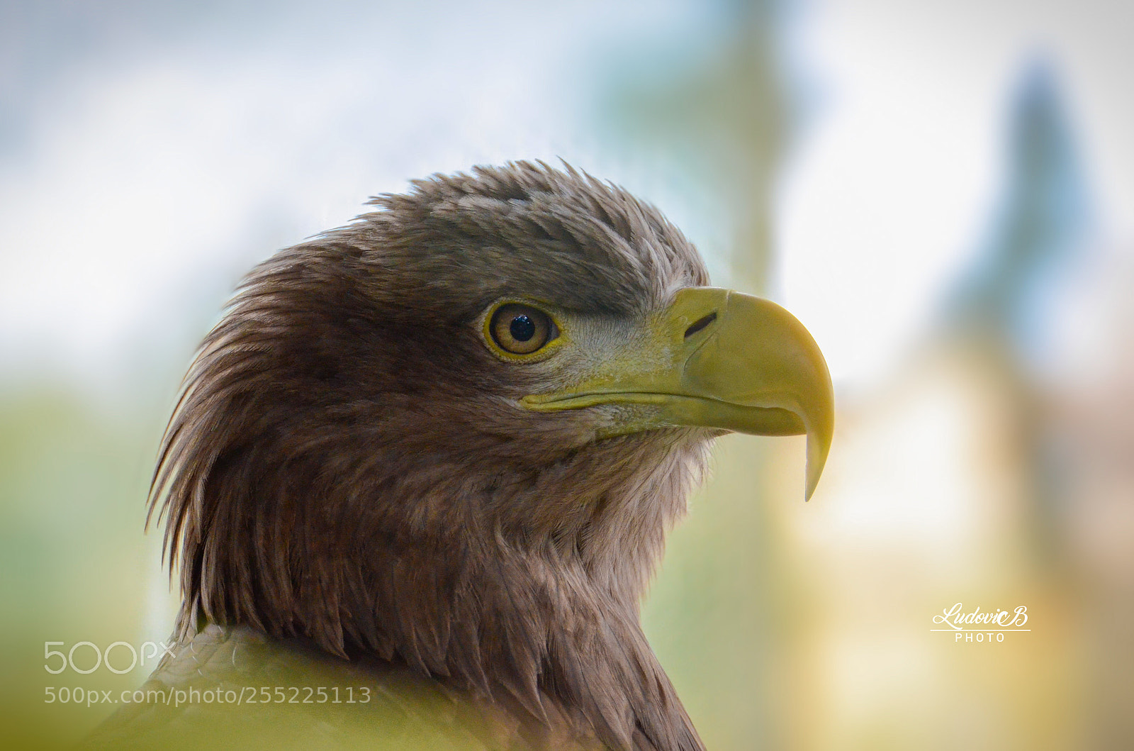 Nikon D7000 sample photo. Rapace photography