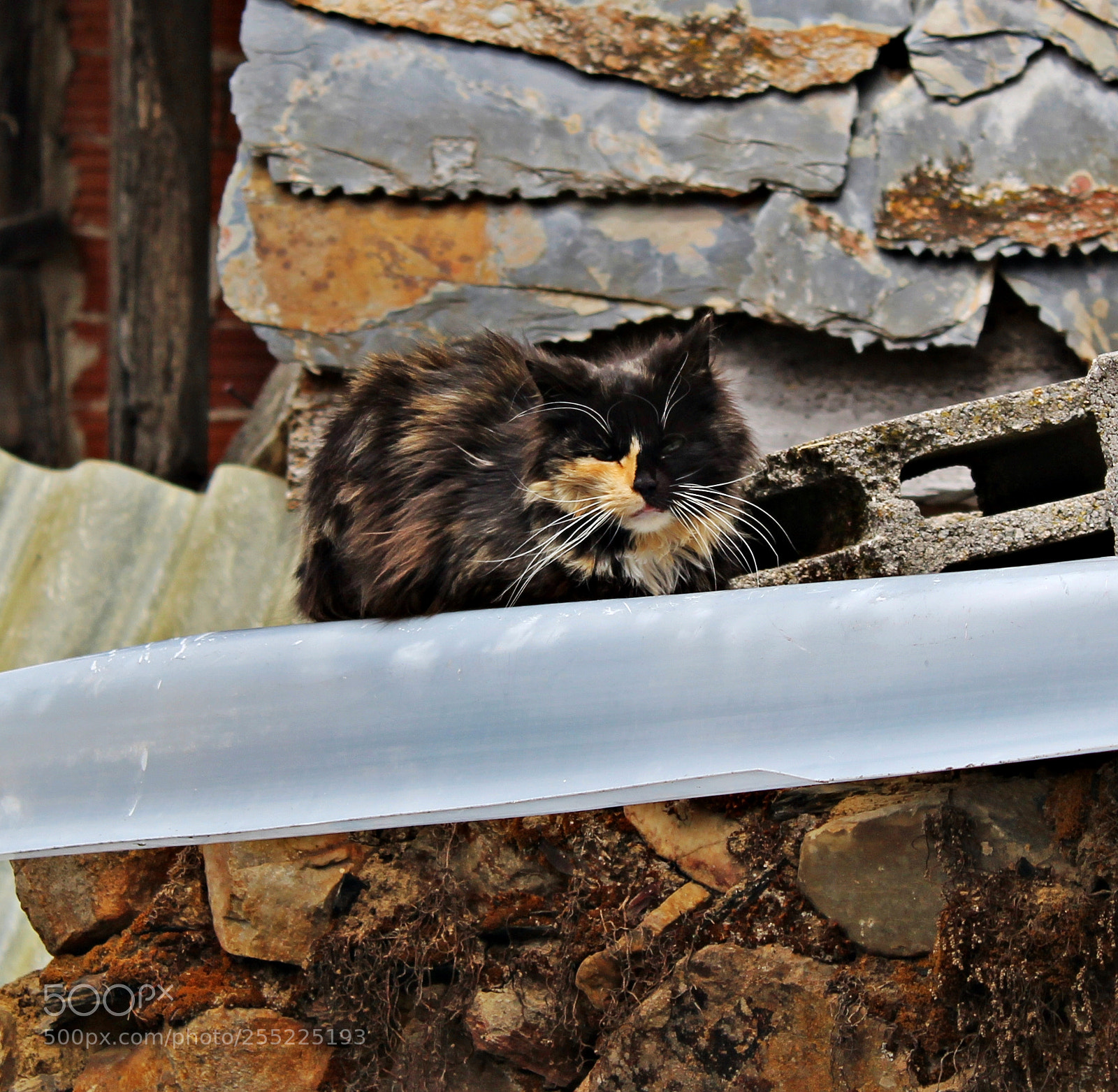 Canon EOS 1300D (EOS Rebel T6 / EOS Kiss X80) sample photo. Gato sobre el tejado photography