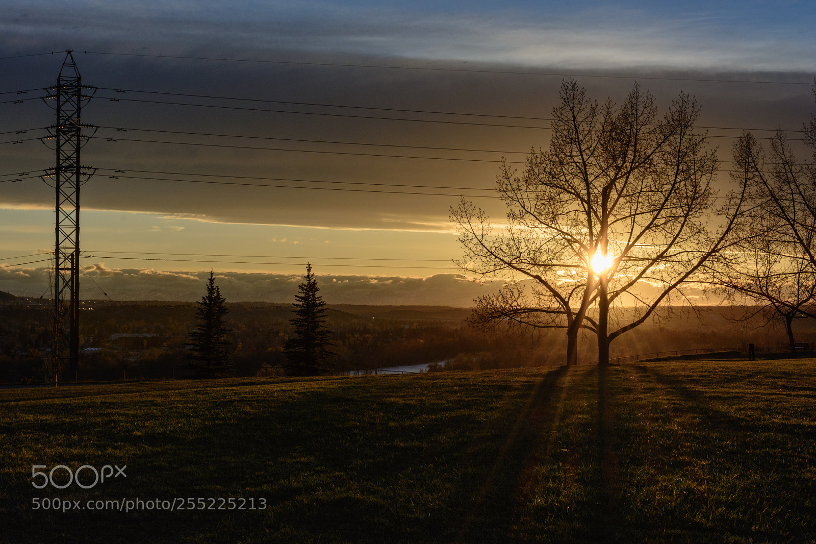 Nikon D7100 sample photo. Bright tree photography