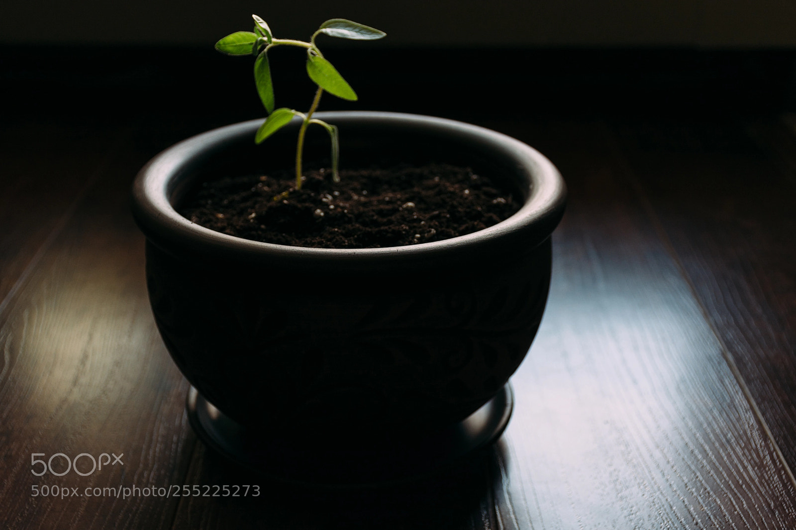 Nikon D7100 sample photo. Fragile growth photography