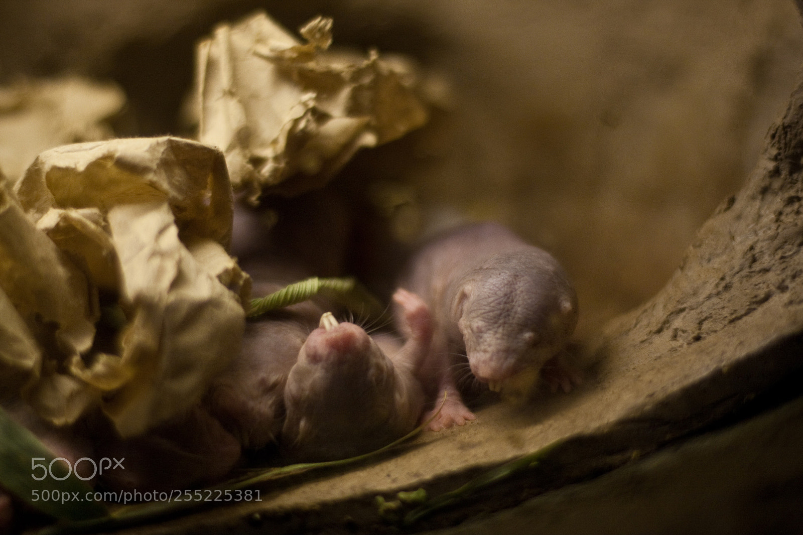 Canon EOS 40D sample photo. Heterocephalus glaber (naked mole-rat) photography