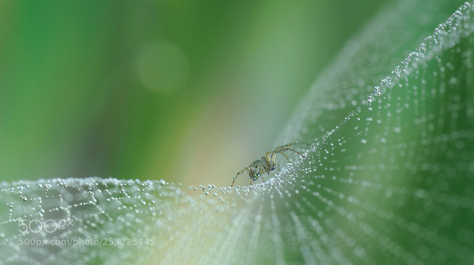 Olympus OM-D E-M5 II sample photo. On pearls of diamonds... photography