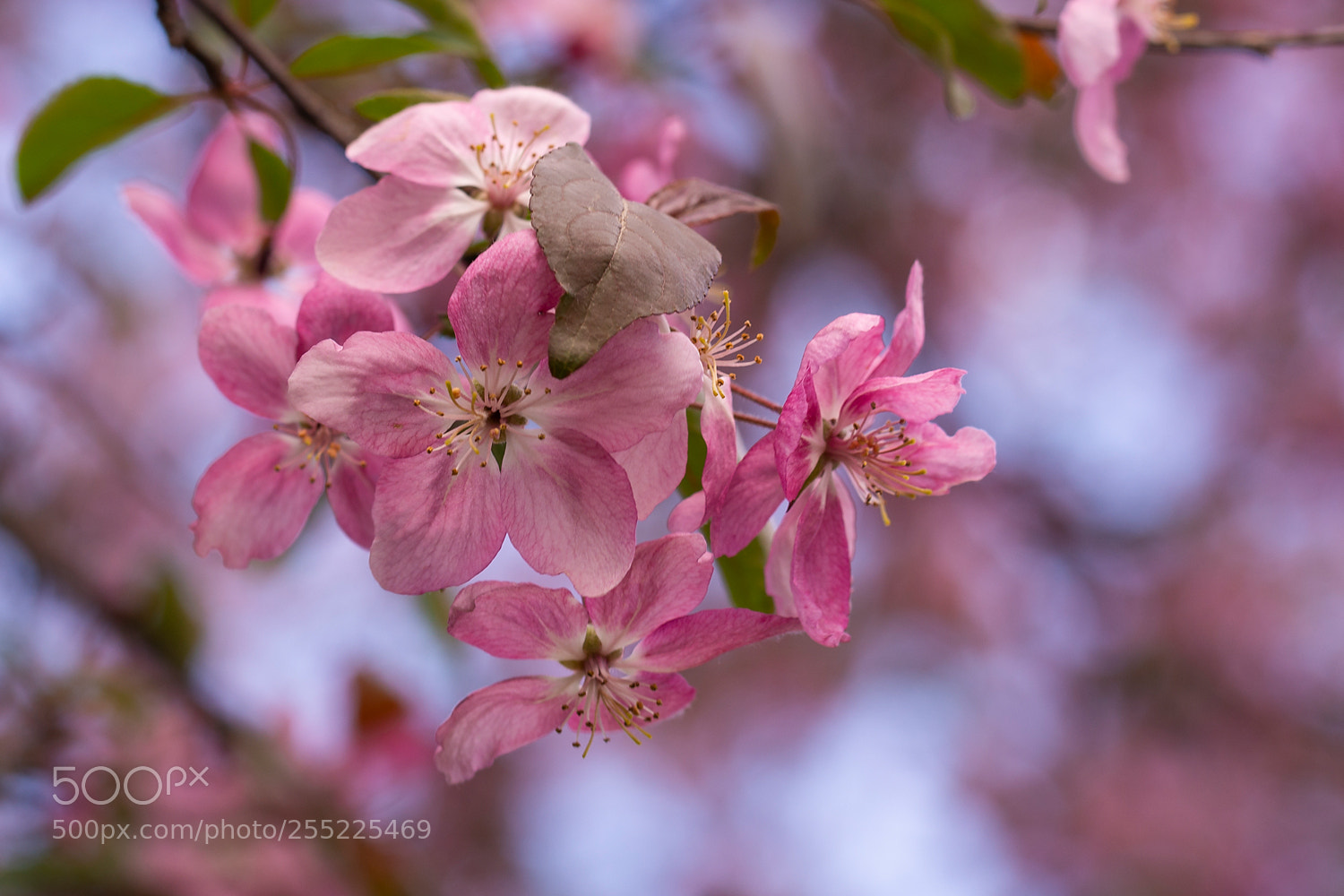Nikon D7200 sample photo. Springtime photography