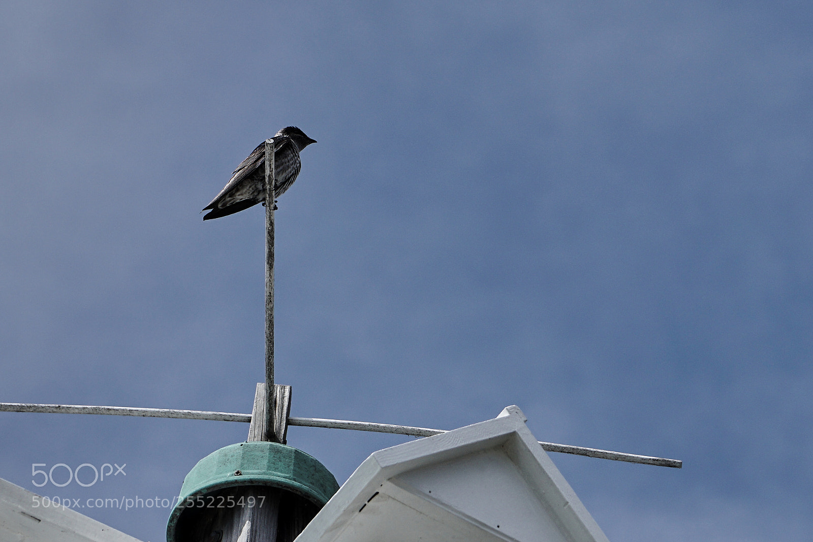 Sony a6300 sample photo. Perched purple martin photography