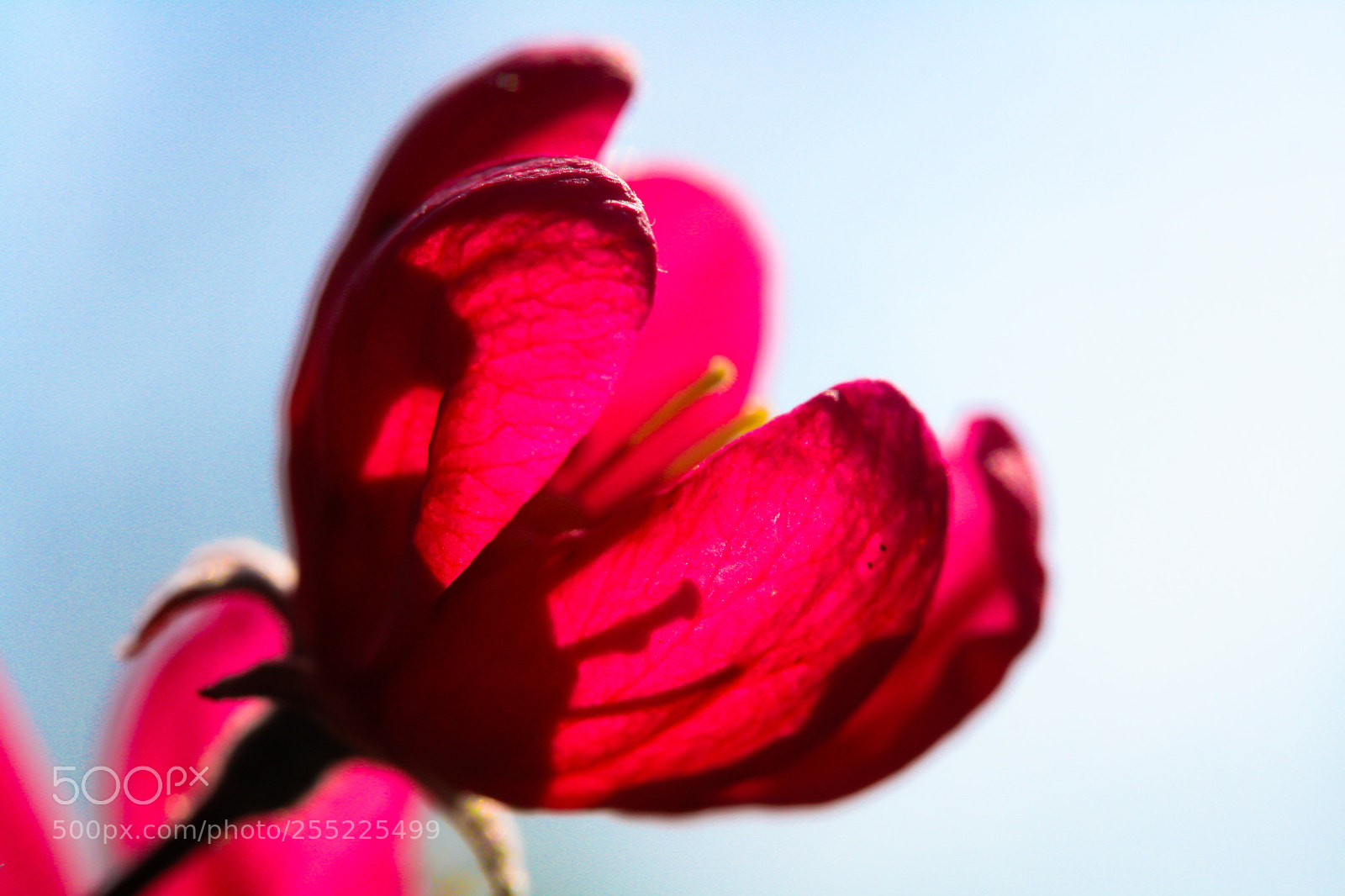 Canon EOS 1000D (EOS Digital Rebel XS / EOS Kiss F) sample photo. Red flower photography