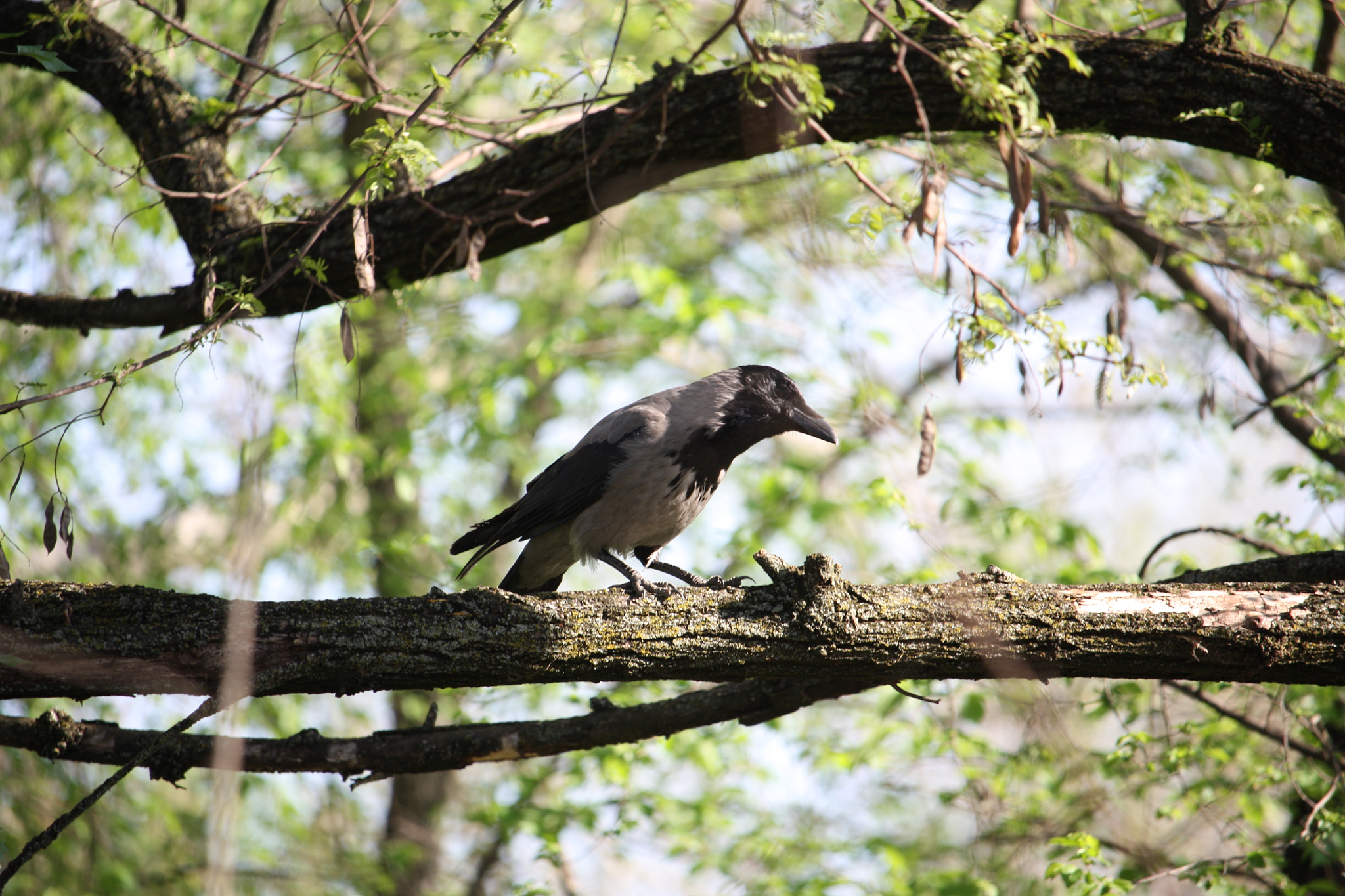 Canon EF-S 55-250mm F4-5.6 IS STM sample photo. Img photography