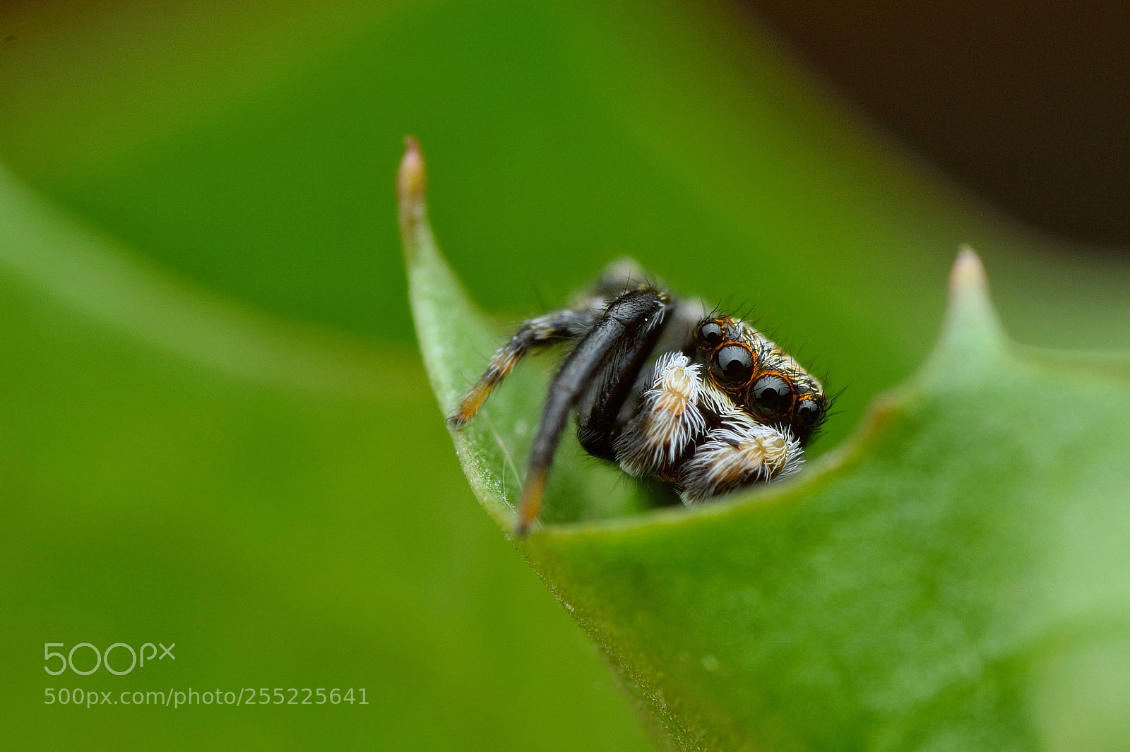 Nikon D3300 sample photo. Pseudeuophrys lanigera male photography