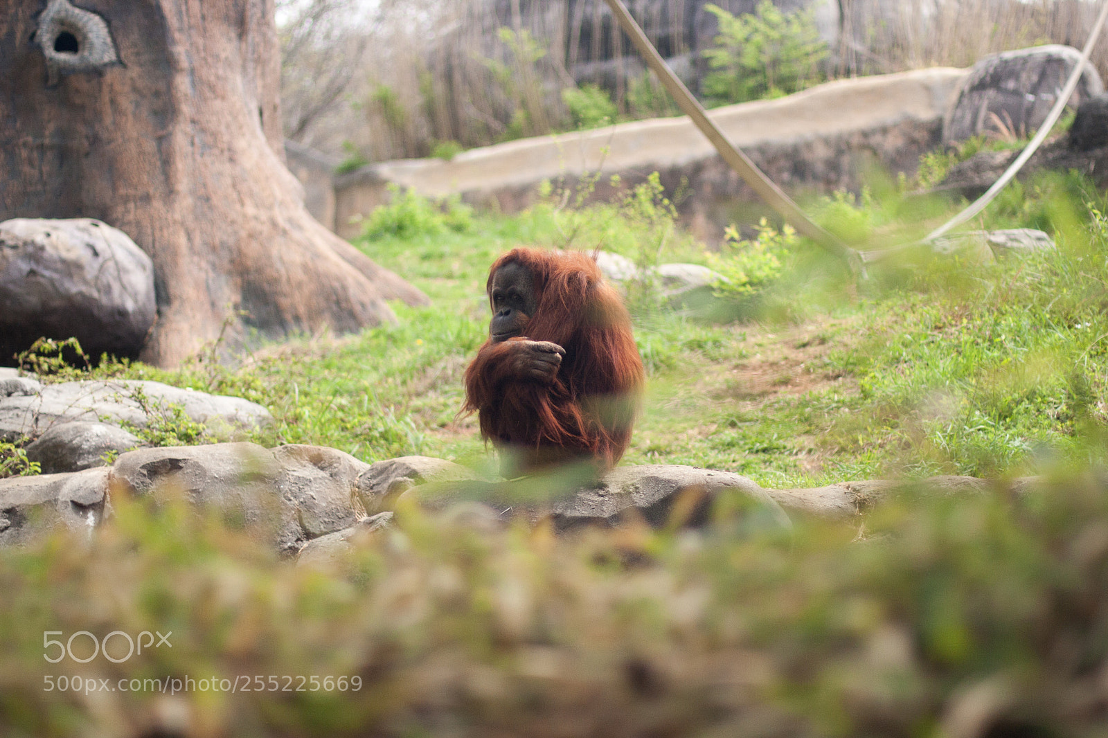 Canon EOS 40D sample photo. Pongo abelii (sumatran orangutan) photography