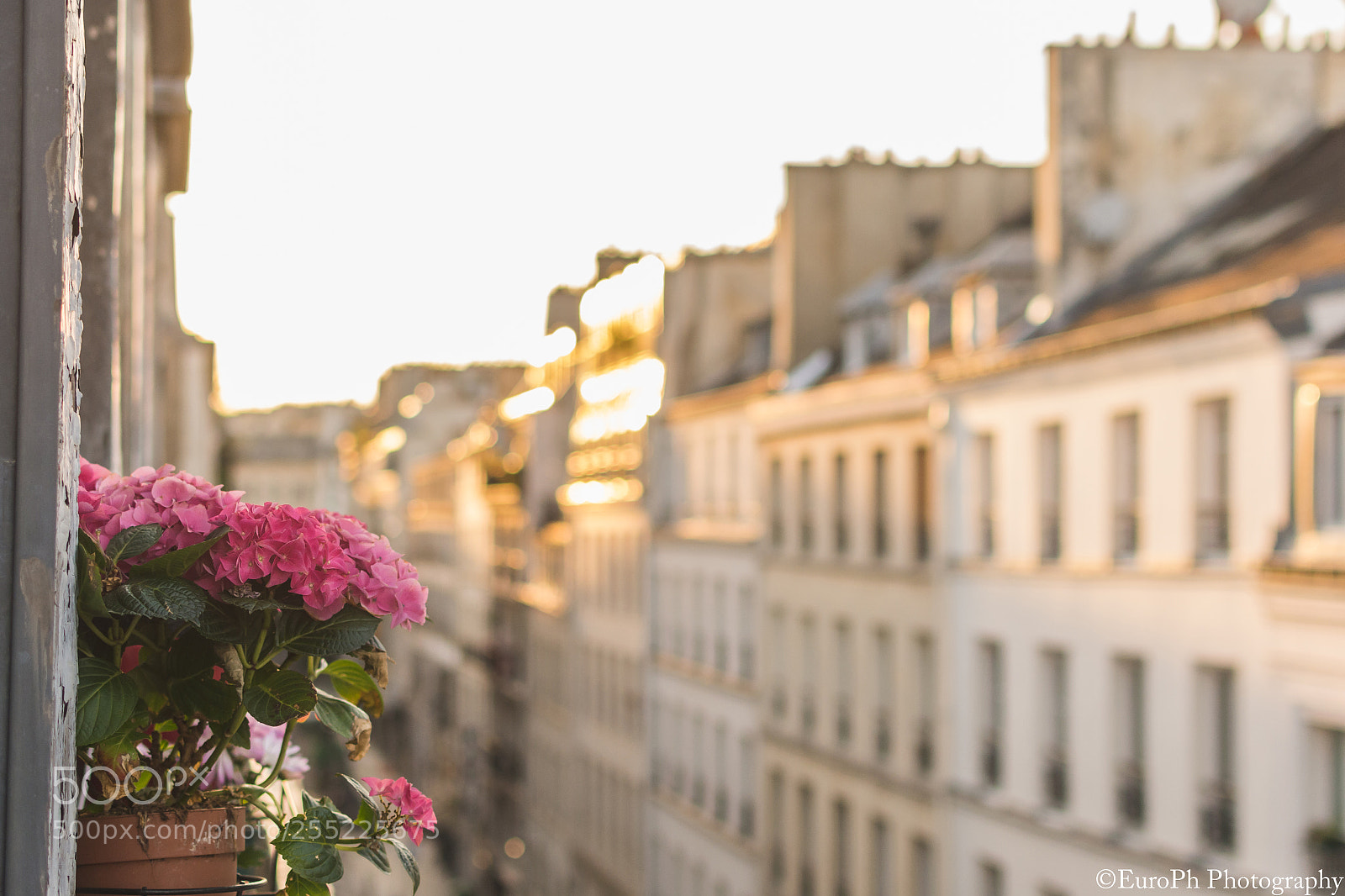 Nikon D7100 sample photo. Flowers from our window. photography