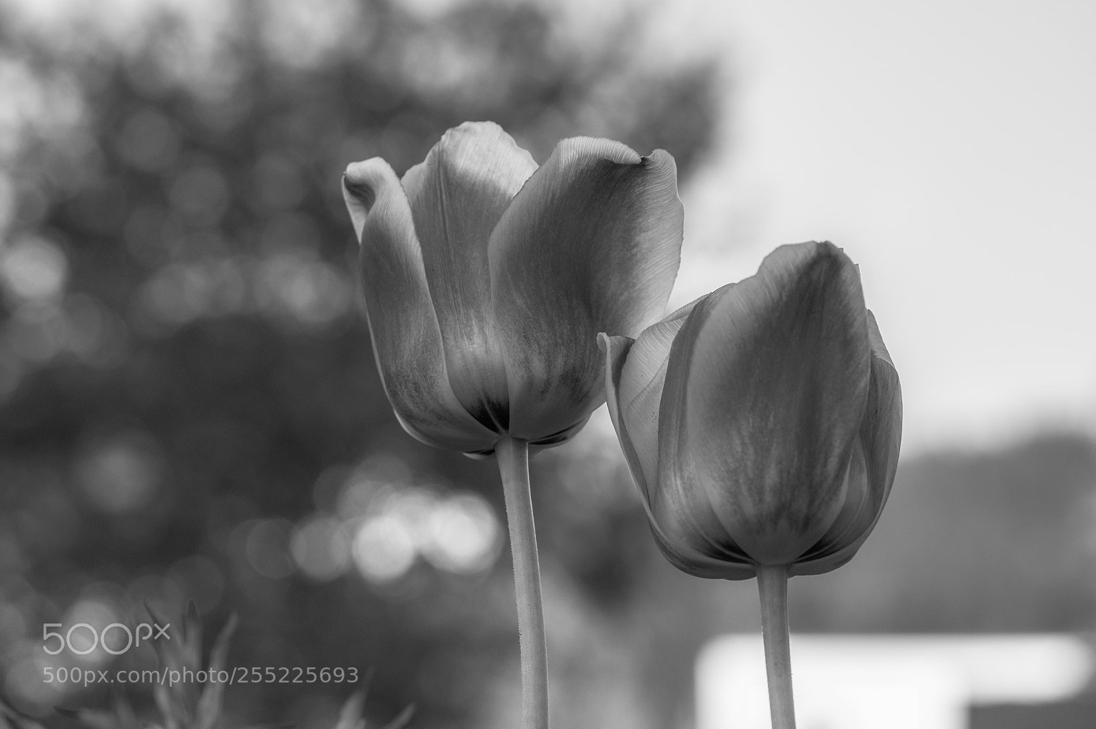 Olympus OM-D E-M1 sample photo. Tulpen photography