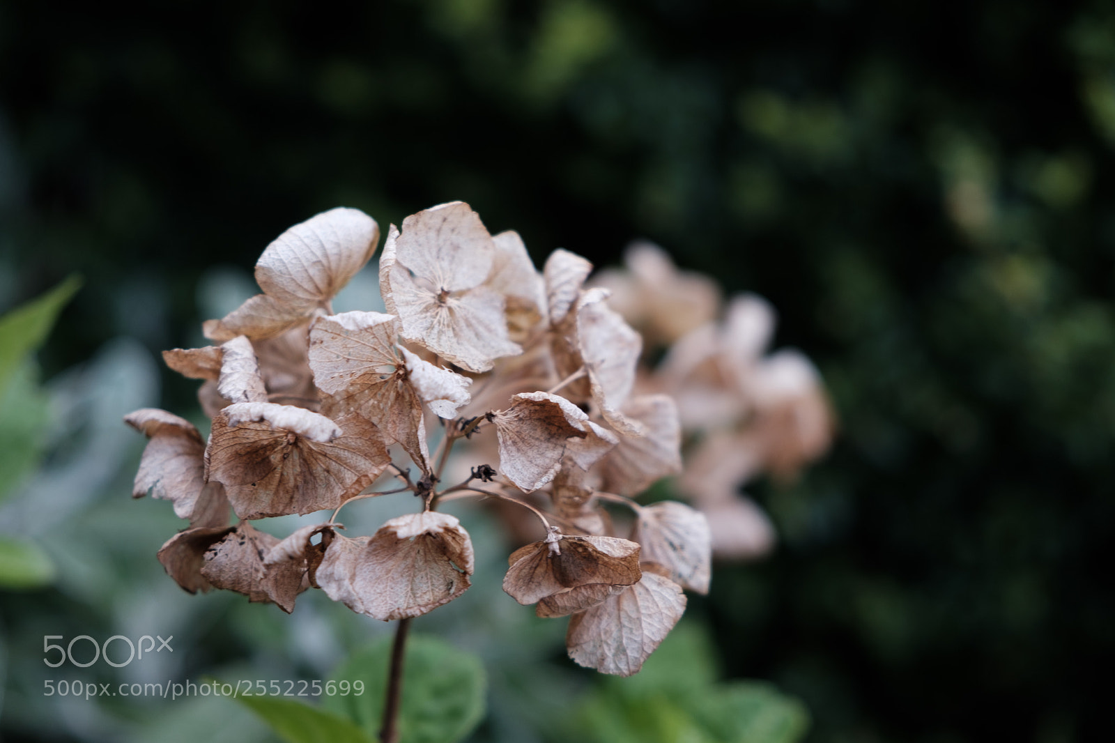Fujifilm X-E3 sample photo. Lifeless flower photography