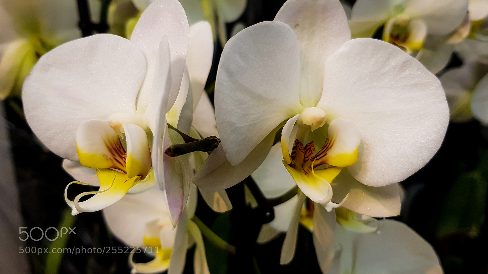 Samsung Galaxy S8 sample photo. Two orchid flowers among photography