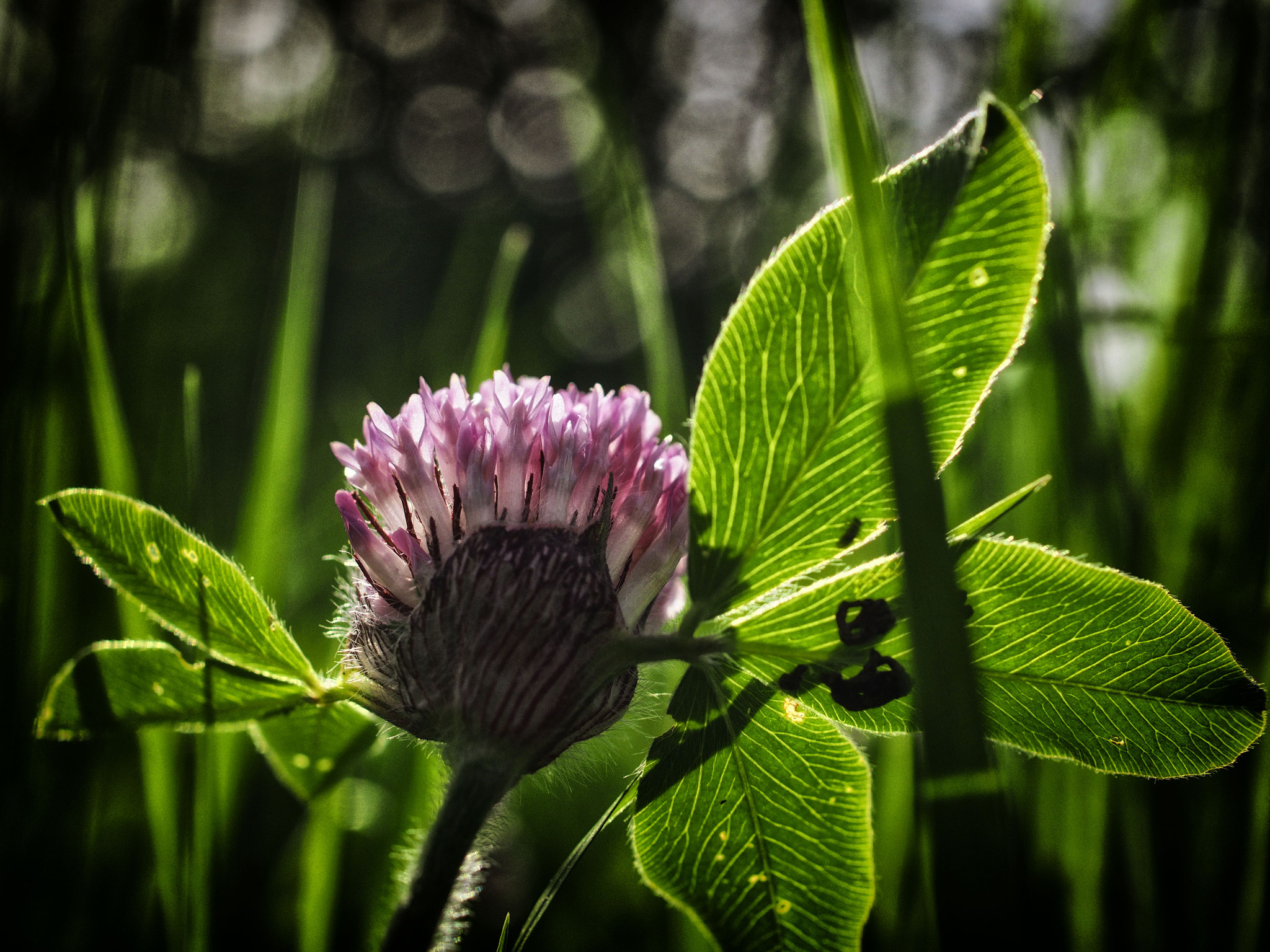 Olympus PEN E-P5 sample photo. Ingreen photography