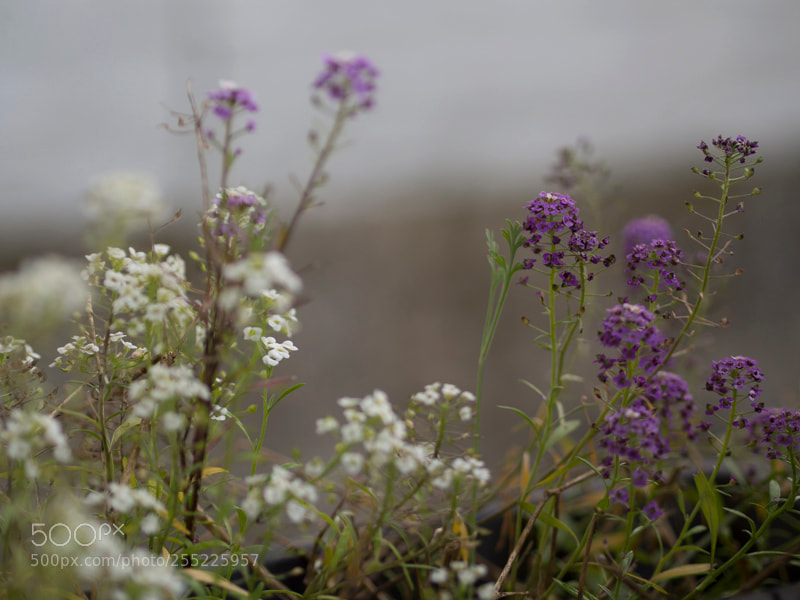 Olympus OM-D E-M5 sample photo. Primaveira photography