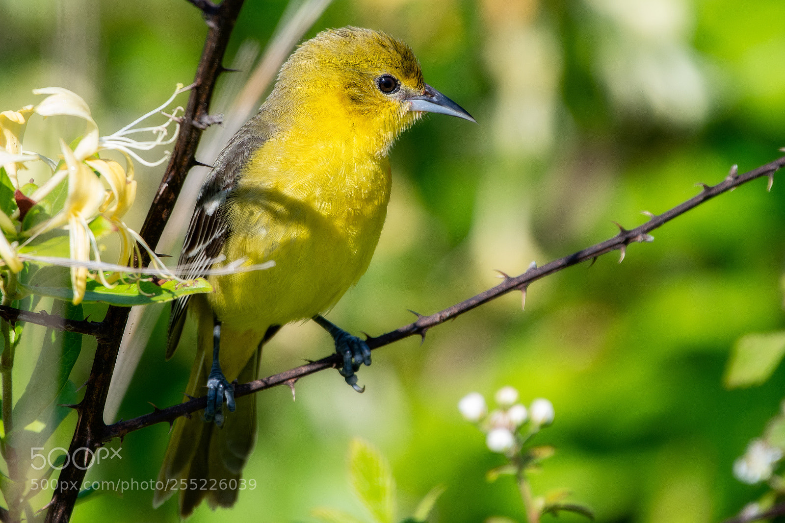 Nikon D500 sample photo. Orchard oriole female photography