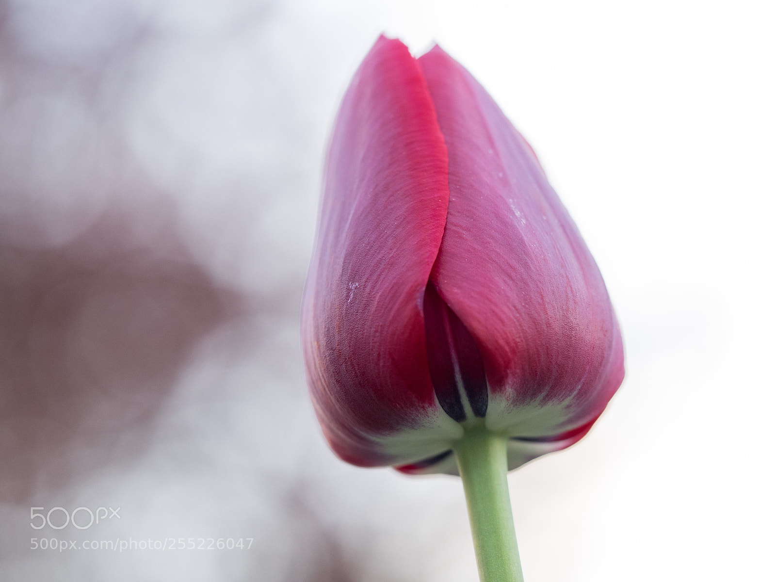 Olympus OM-D E-M1 sample photo. Tulpe il photography
