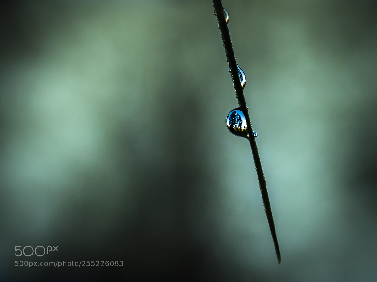 Olympus OM-D E-M1 Mark II sample photo. View through a drop photography