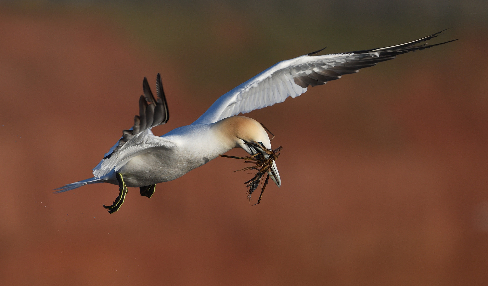 Nikon AF-S Nikkor 500mm F4G ED VR sample photo. Helgoland photography