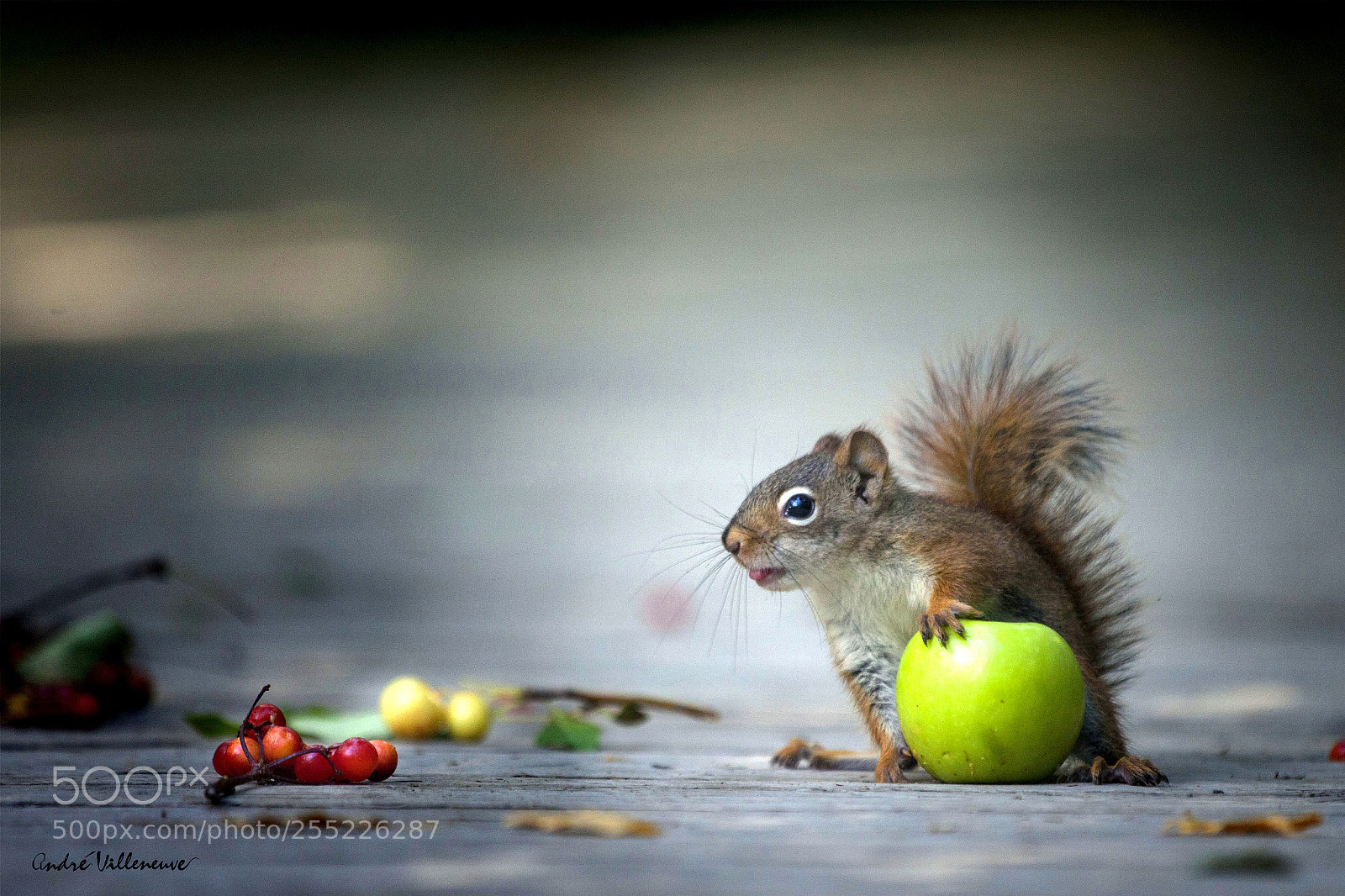 Canon EOS 5D Mark II sample photo. And the life must photography