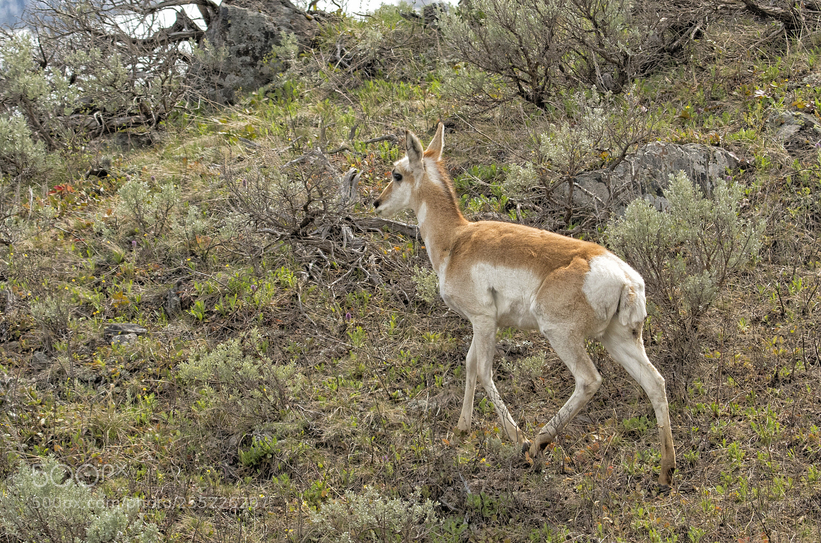 Nikon D500 sample photo. Baby pronghorn, hayden valley photography