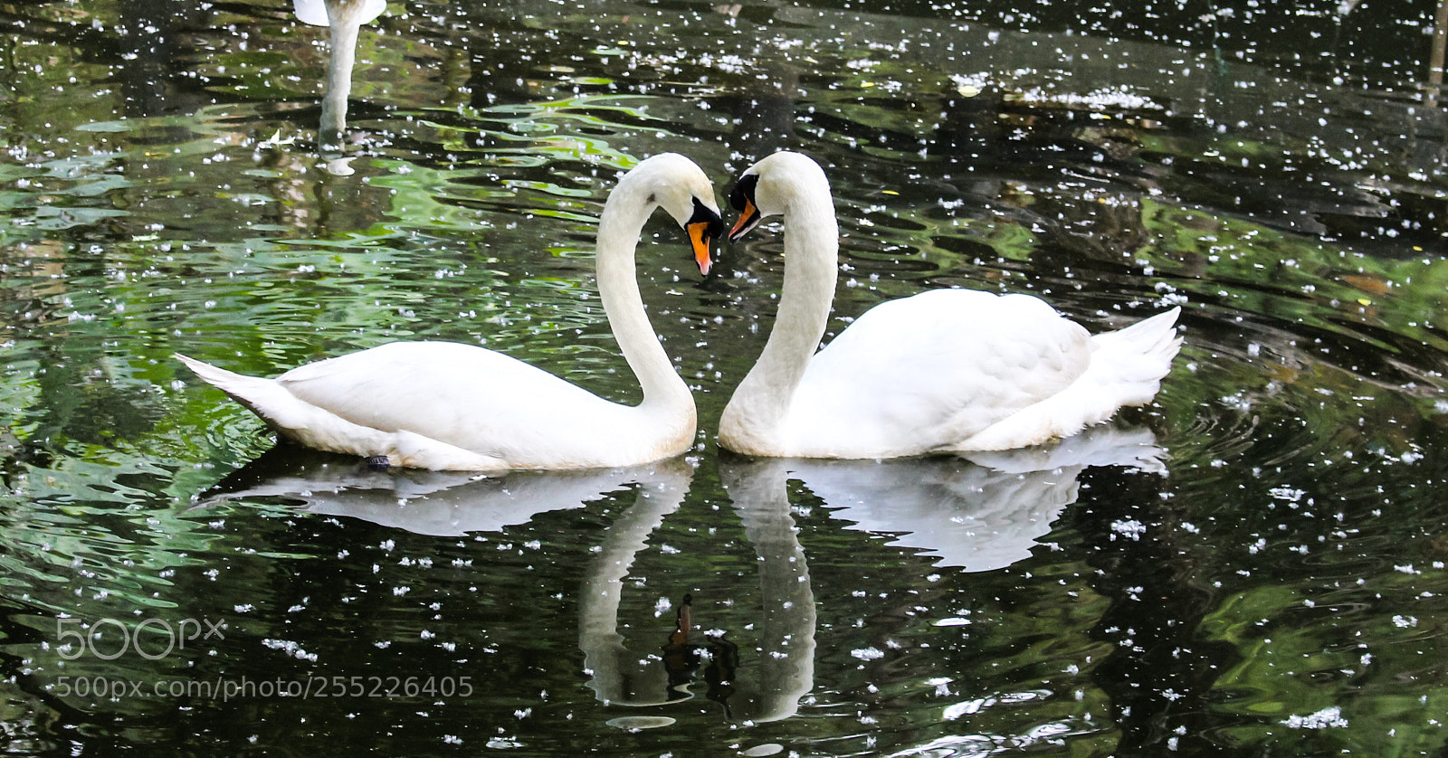 Canon EOS 700D (EOS Rebel T5i / EOS Kiss X7i) sample photo. Couple white swans on photography
