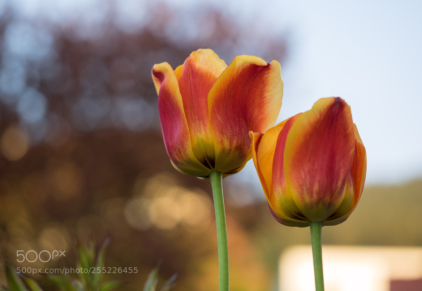 Olympus OM-D E-M1 sample photo. Tulpe  photography