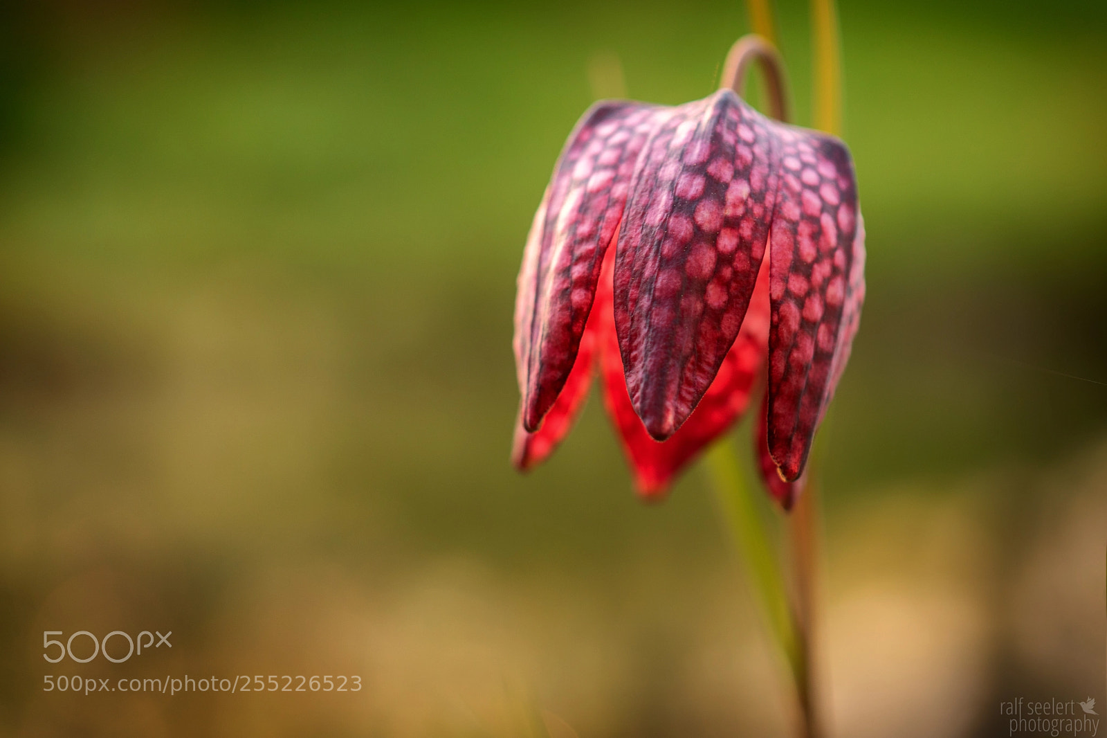 Sony a6500 sample photo. Chess flower photography