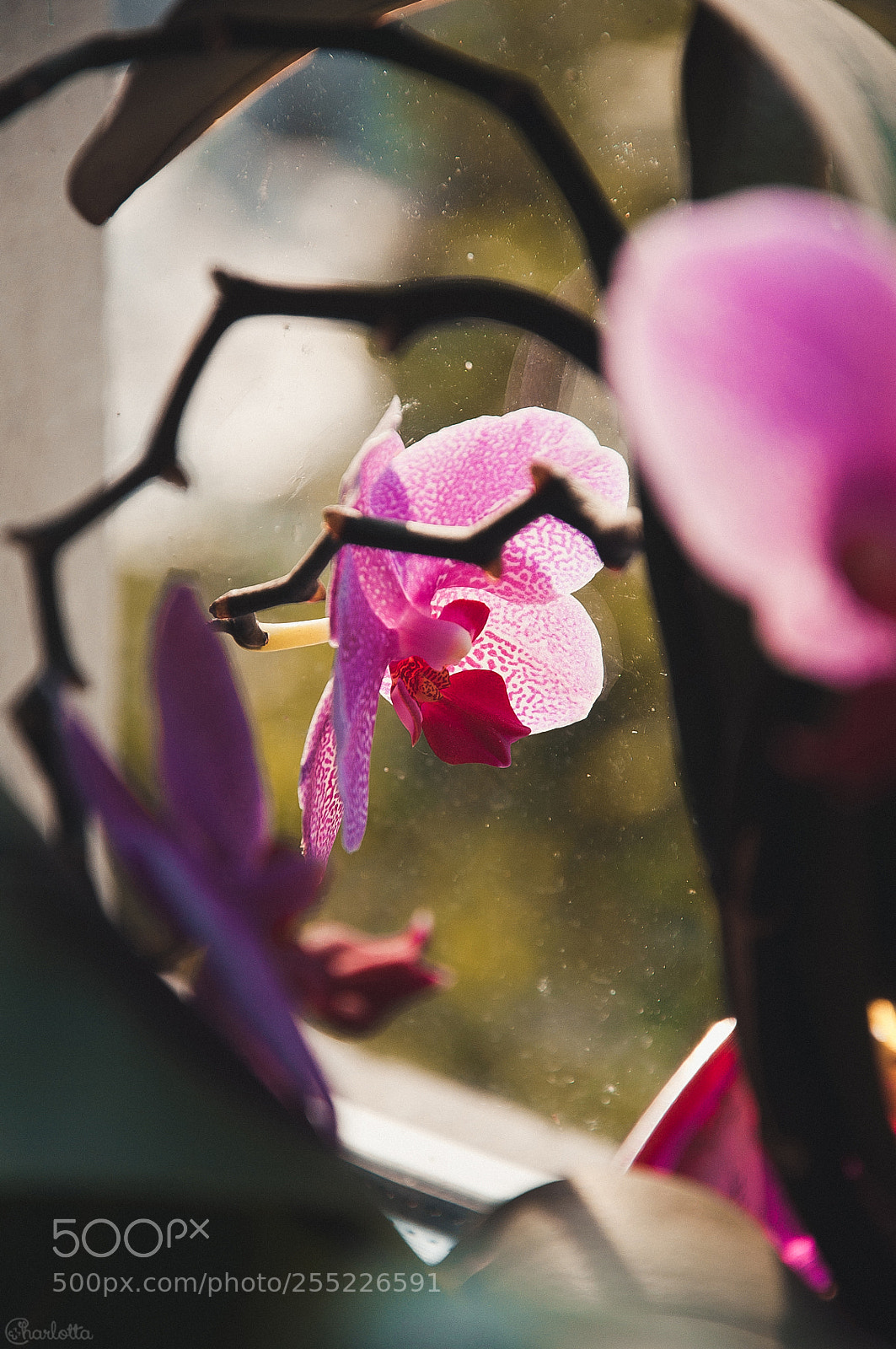Nikon D90 sample photo. Orchid photography