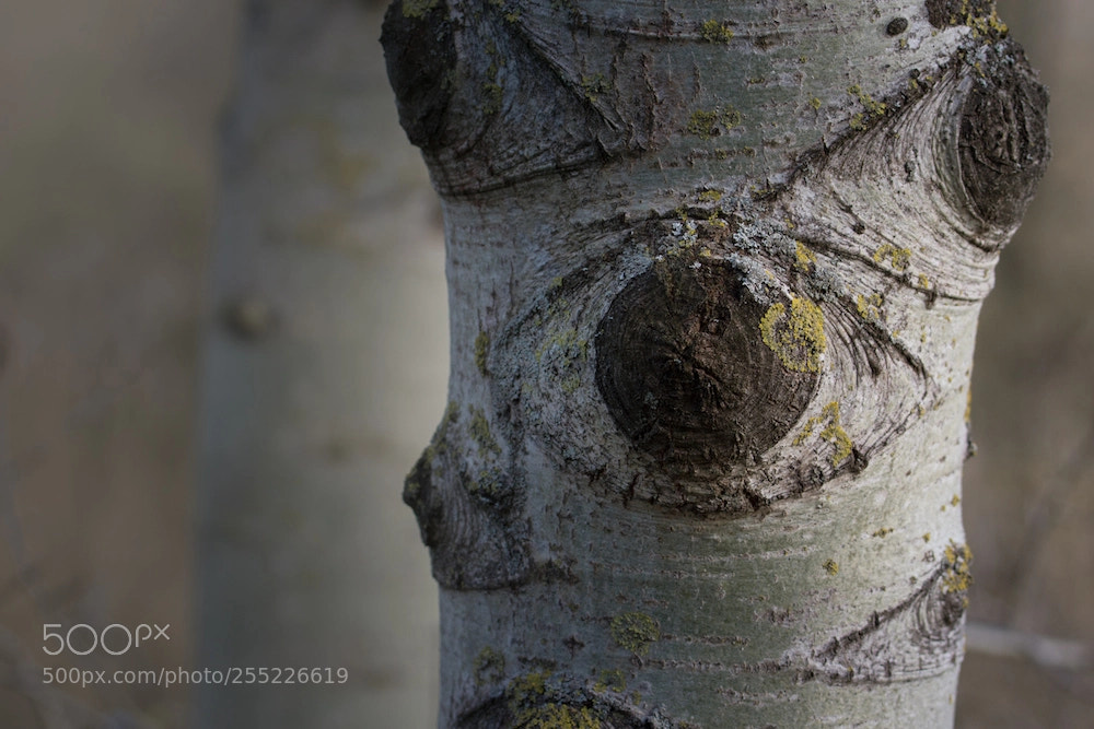 Sony SLT-A77 sample photo. Birch eye photography