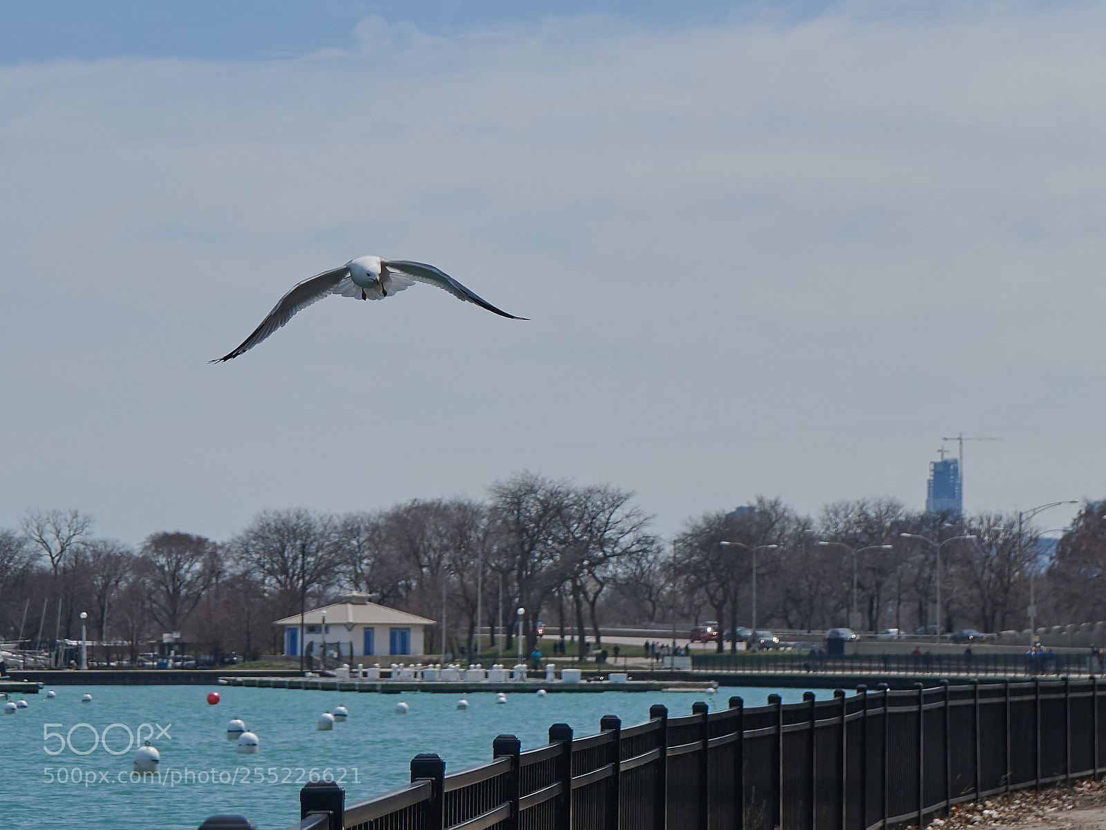 Sony a6300 sample photo. Gull flying over harbor photography