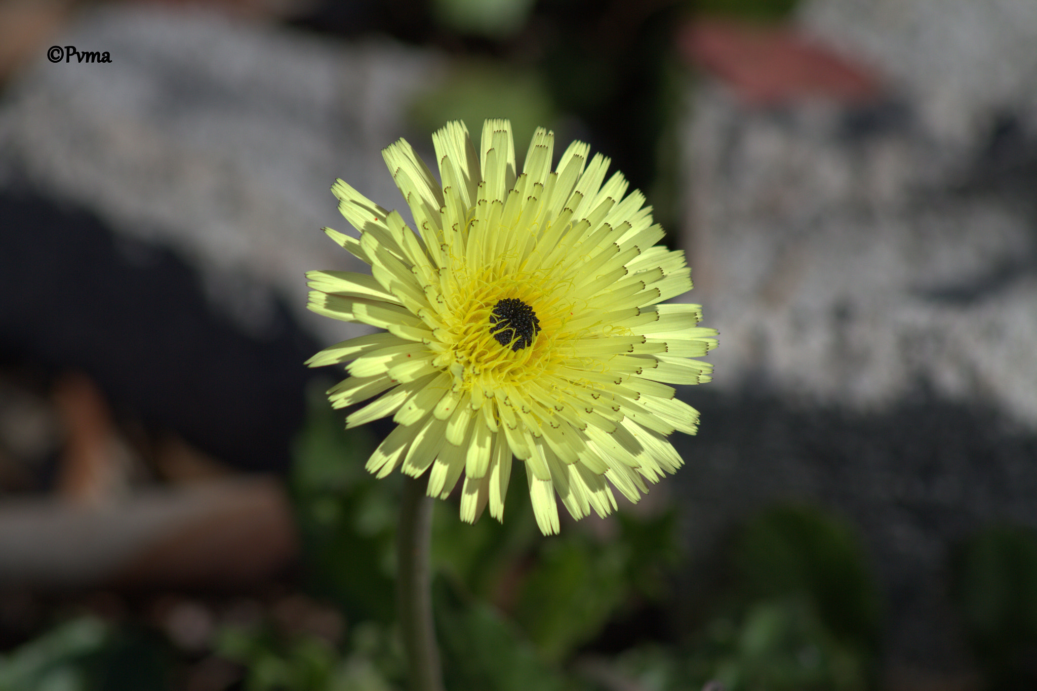 Canon EOS 7D sample photo. Fleur photography