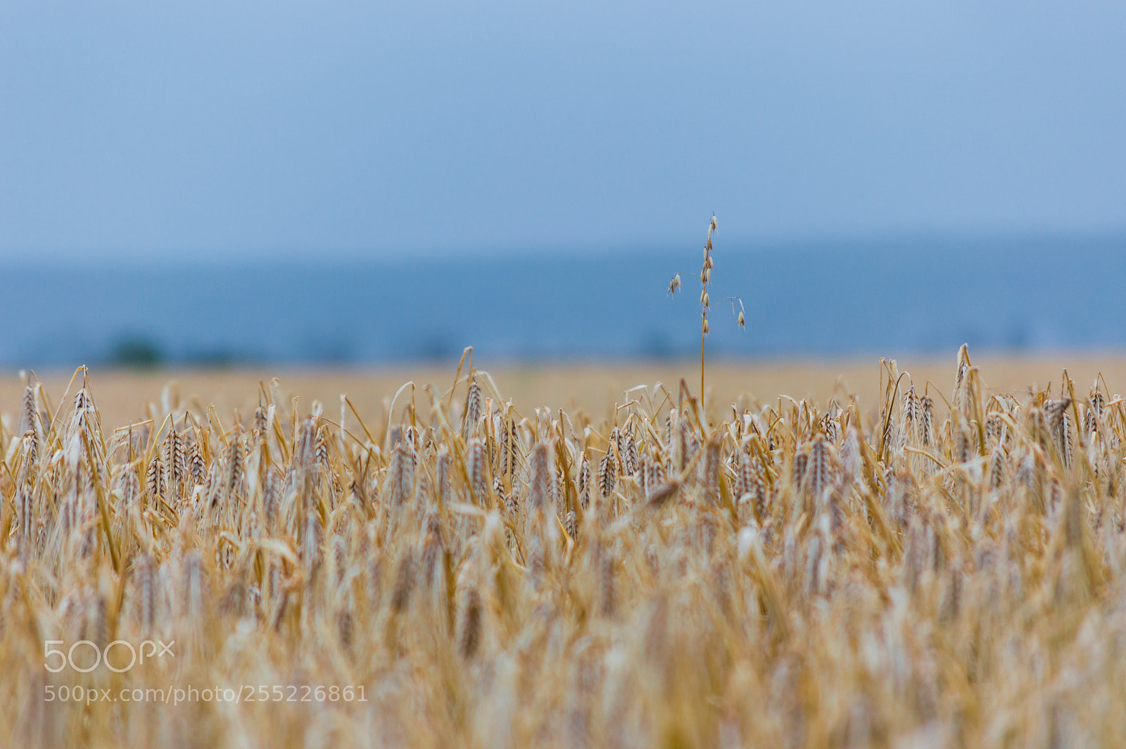 Nikon D3200 sample photo. Winner photography