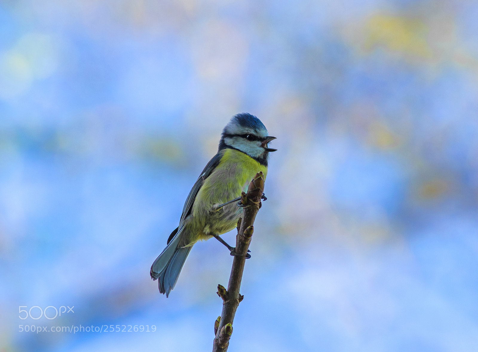 Canon EOS 7D Mark II sample photo. In the blue photography