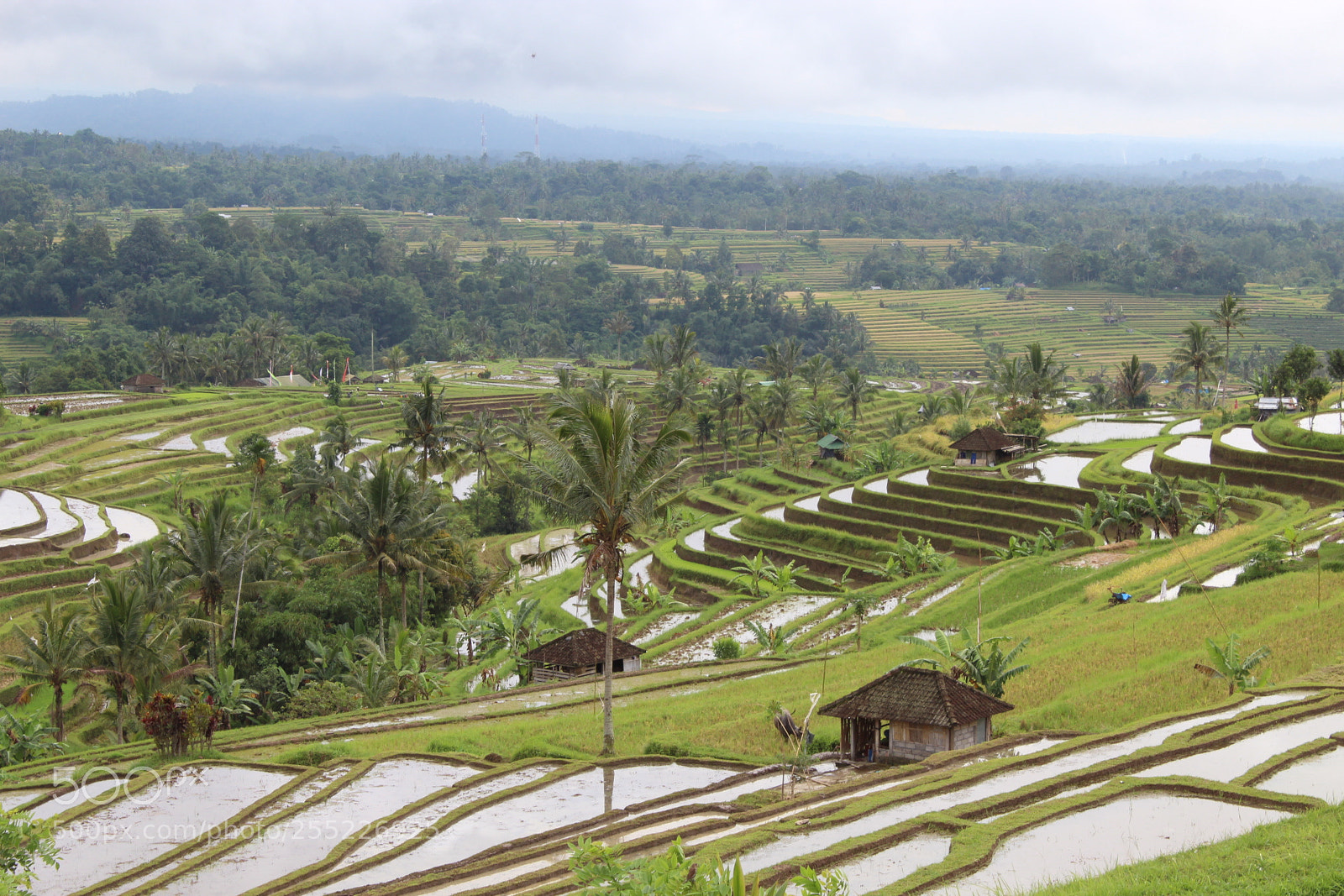 Canon EOS 1300D (EOS Rebel T6 / EOS Kiss X80) sample photo. Rice fields of tegallalang photography