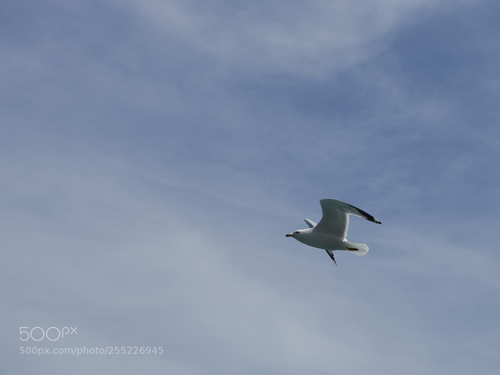 Sony a6300 sample photo. Gull in flight photography