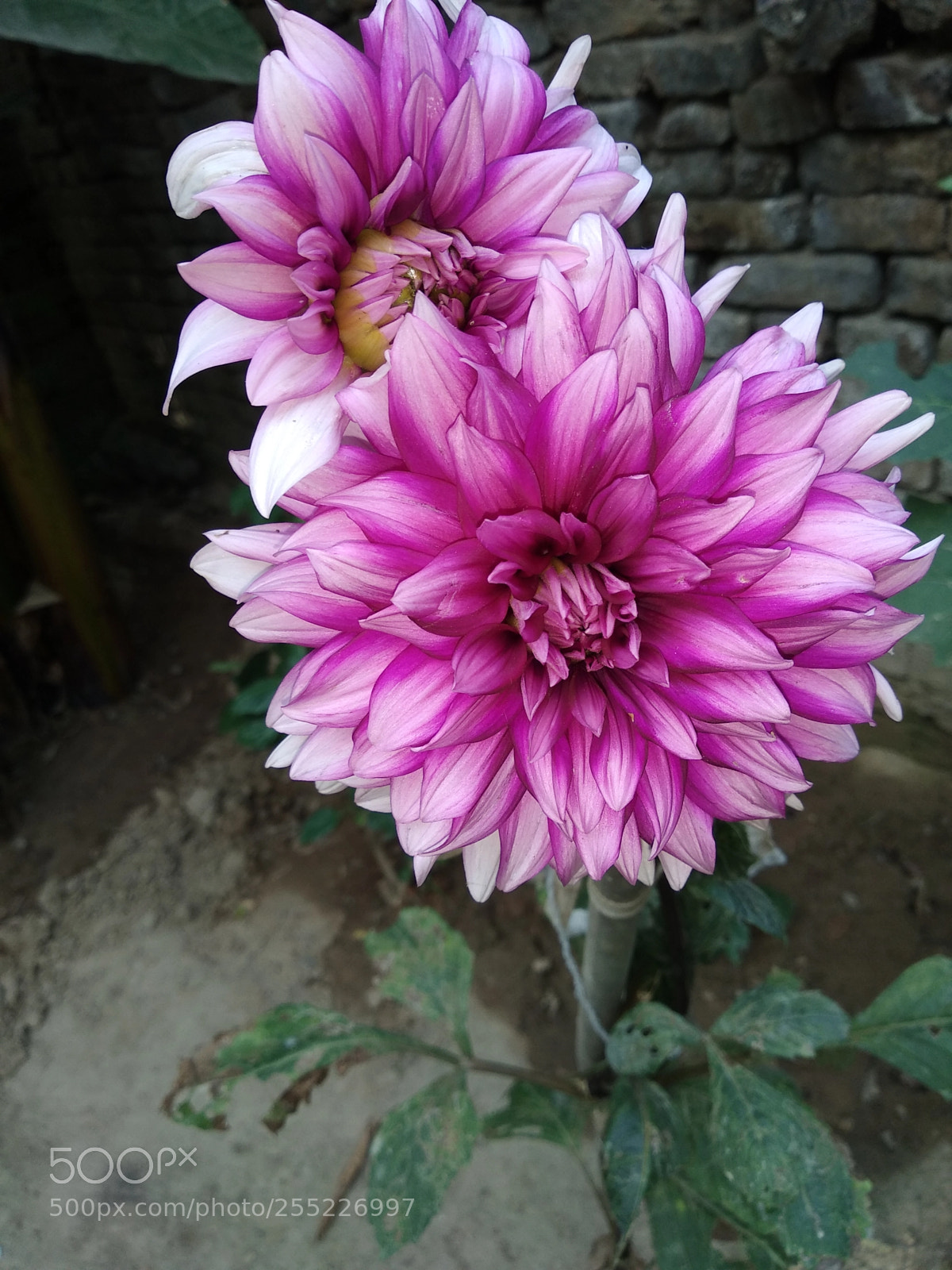 Xiaomi Redmi Note 5 sample photo. Untitled photography